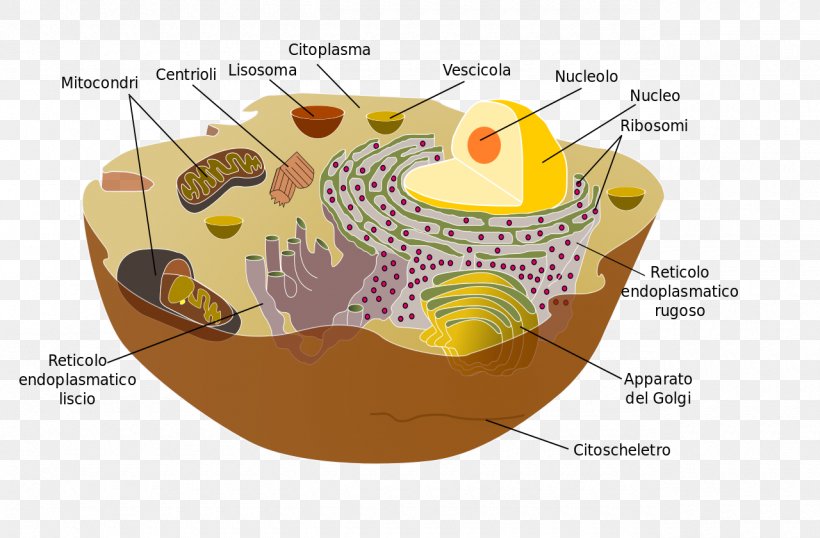 Organelle Cell Membrane Cytoplasm Eukaryote, PNG, 1280x841px, Organelle, Biology, Cell, Cell Membrane, Cell Nucleus Download Free