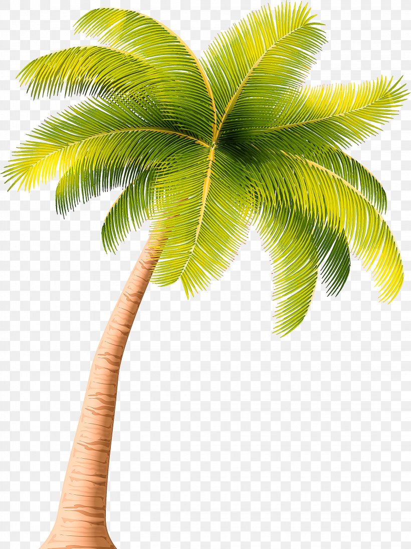 Palm Tree, PNG, 2246x3000px, Tree, Arecales, Coconut, Elaeis, Leaf Download Free