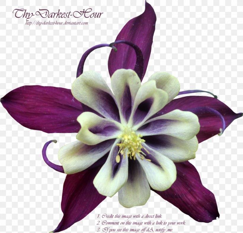 Purple Flower Violet, PNG, 1024x981px, Purple, Color, Cut Flowers, Deviantart, Flower Download Free