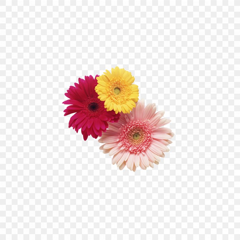 Transvaal Daisy Cut Flowers Stock Photography Clip Art, PNG, 5906x5906px, Transvaal Daisy, Agriculture, Anthesis, Artificial Flower, Arumlily Download Free