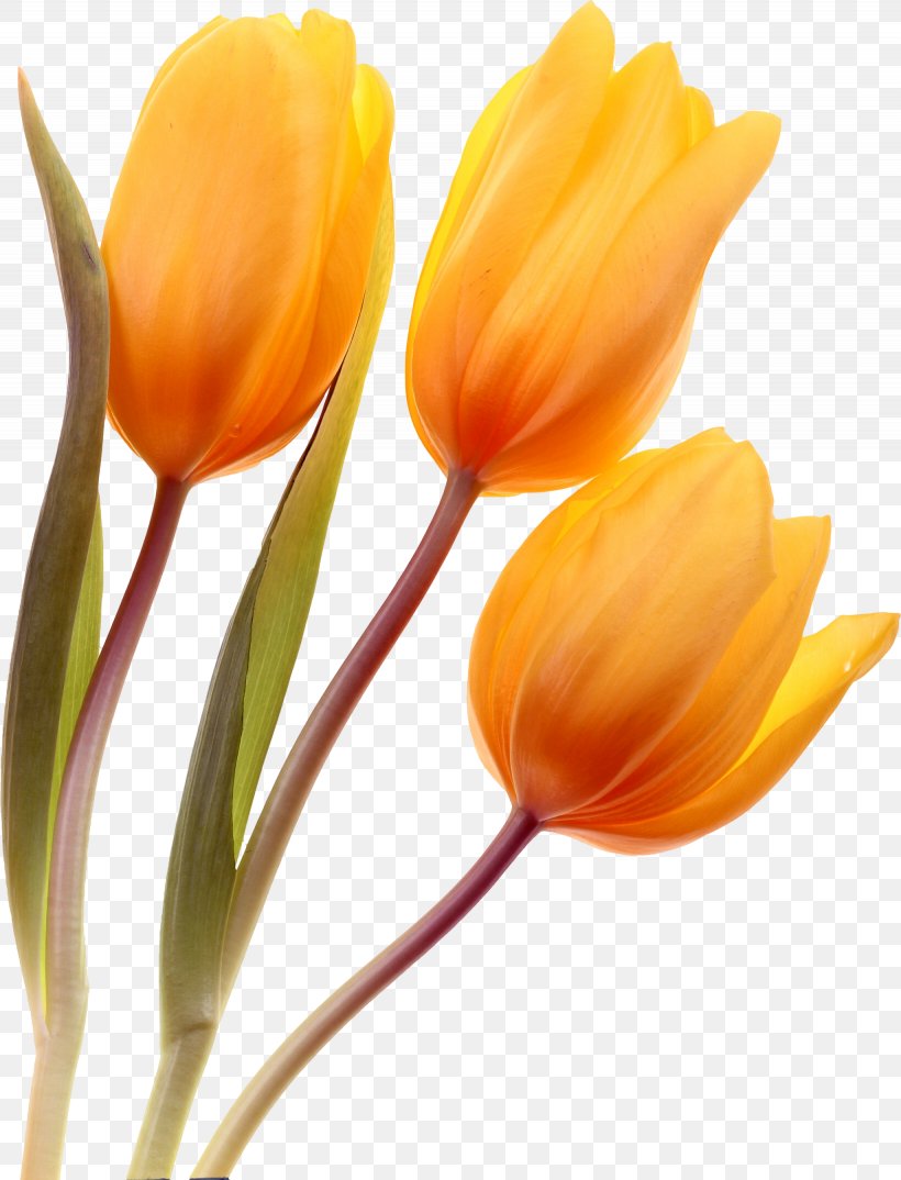 Tulip Cut Flowers Plant Stem, PNG, 2050x2686px, Tulip, Bud, Cut Flowers, Drawing, Flower Download Free