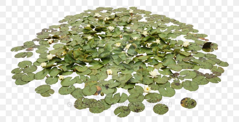 Water Lilies Pond Aquatic Plants Clip Art, PNG, 800x420px, Water Lilies, Aquatic Plants, Gemstone, Grass, Jewelry Making Download Free