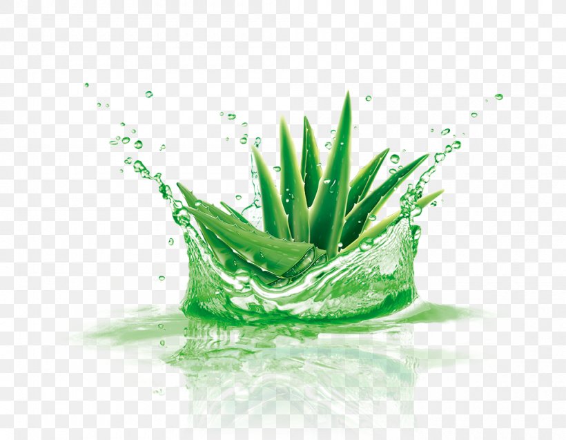 Aloe Vera, PNG, 1000x777px, Aloe Vera, Adobe Systems, Aloe, Coreldraw, Flowerpot Download Free