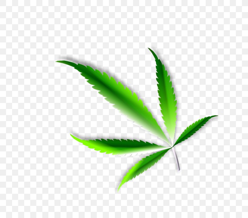 Medical Cannabis Cannabis Sativa Cannabidiol Hemp, PNG, 723x720px, Cannabis, Cannabidiol, Cannabinoid, Cannabis Sativa, Cannabis Smoking Download Free