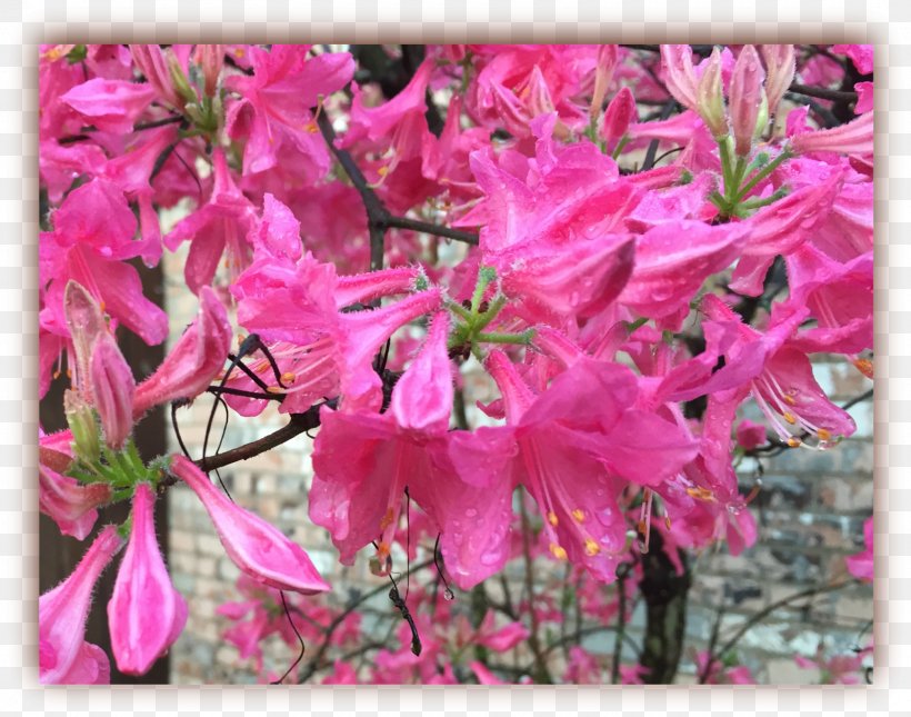 Azalea Flora Rhododendron Subshrub Pink M, PNG, 1600x1259px, Azalea, Blossom, Family, Flora, Flower Download Free