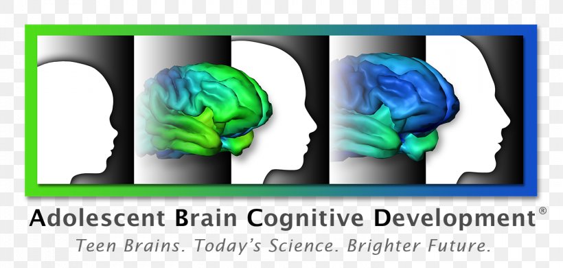 Brain Cognitive Development Human Development Cognition Adolescence, PNG, 1500x715px, Watercolor, Cartoon, Flower, Frame, Heart Download Free
