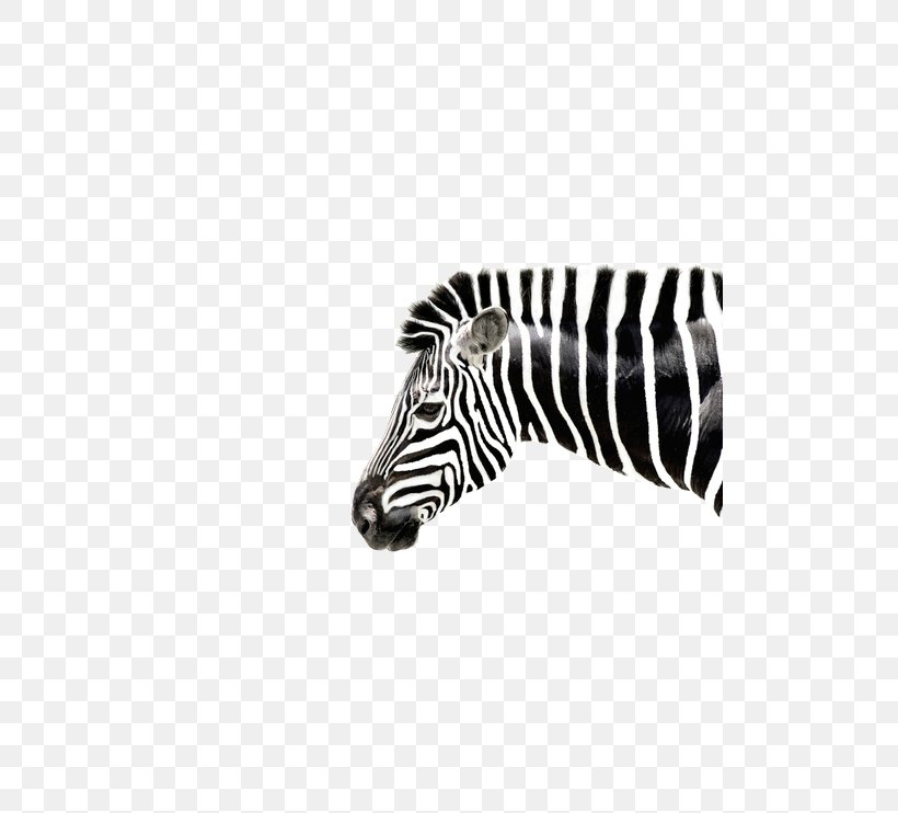Burchell's Zebra Horses Quagga, PNG, 500x742px, Zebra, Black, Black And White, Horse, Horse Like Mammal Download Free