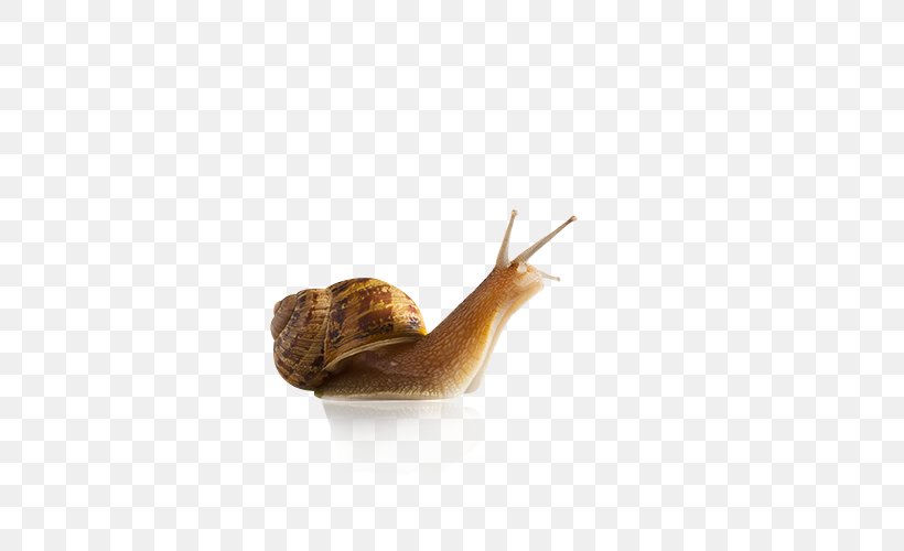 Snail Slug Seashell Gastropod Shell Stock Photography, PNG, 500x500px, Burgundy Snail, Cornu Aspersum, Gastropod Shell, Gastropods, Getty Images Download Free