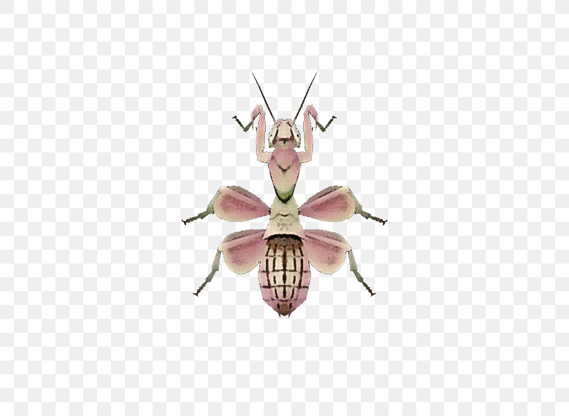 Animal Crossing: New Horizons Insect Lepidoptera Orchid Mantis Animal Crossing: City Folk, PNG, 600x600px, Animal Crossing New Horizons, Animal Crossing, Animal Crossing City Folk, Animal Crossing New Leaf, Animal Crossing Wild World Download Free