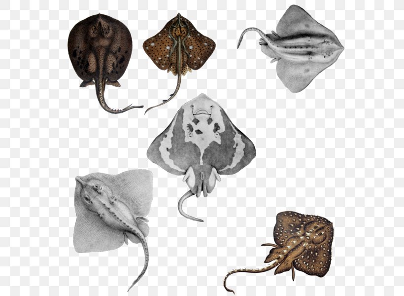 Cartilaginous Fishes Shark Moth Cartilage, PNG, 600x600px, Cartilaginous Fishes, Art, Artist, Batoidea, Butterfly Download Free
