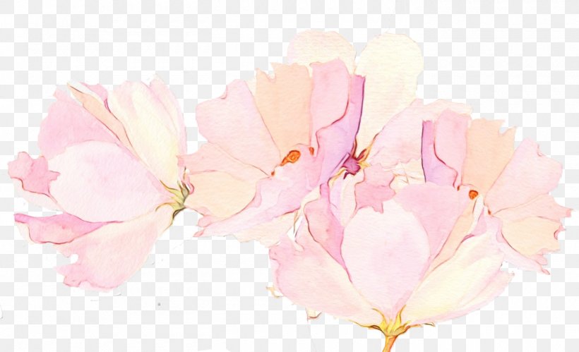 Cherry Blossom, PNG, 1400x852px, Watercolor, Blossom, Branch, Cherry Blossom, Flower Download Free