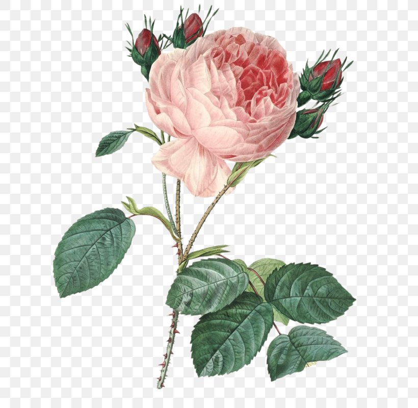 France Pierre-Joseph Redouté (1759-1840) Cabbage Rose Botany Botanical Illustration, PNG, 633x800px, France, Art, Botanical Illustration, Botany, Cabbage Rose Download Free