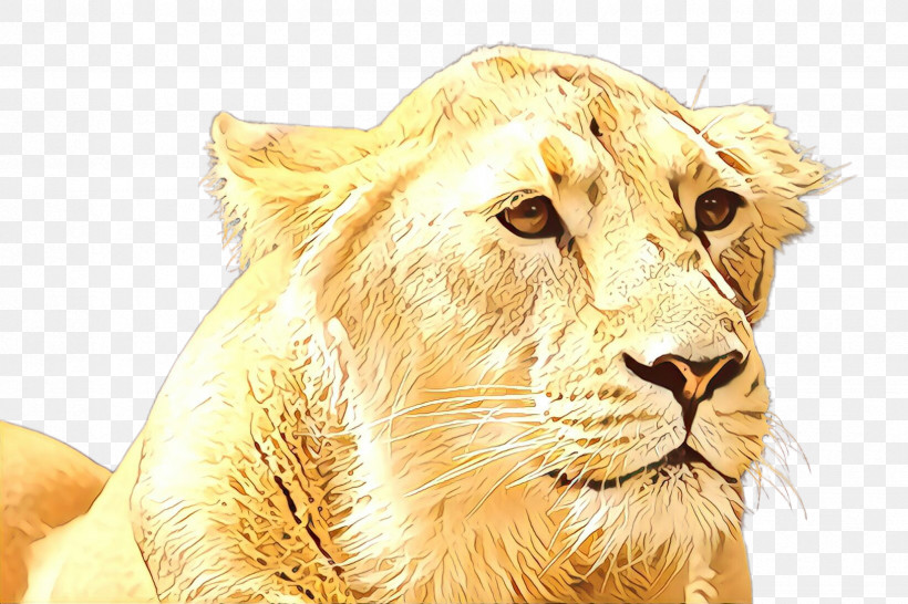 Lion Wildlife Masai Lion Snout, PNG, 2448x1632px, Lion, Masai Lion, Snout, Wildlife Download Free