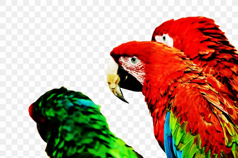 Lovebird, PNG, 2448x1632px, Bird, Beak, Budgie, Feather, Lovebird Download Free