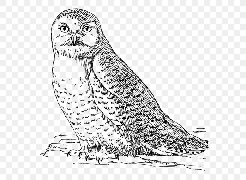 Snowy Owl Bird Coloring Book Eurasian Eagle-owl, PNG, 632x600px, Owl, Art, Artwork, Barn Owl, Beak Download Free