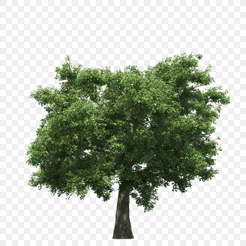 Stock Photography Tree Royalty-free, PNG, 1024x1024px, Stock Photography, Branch, Depositphotos, Idea, Oak Download Free