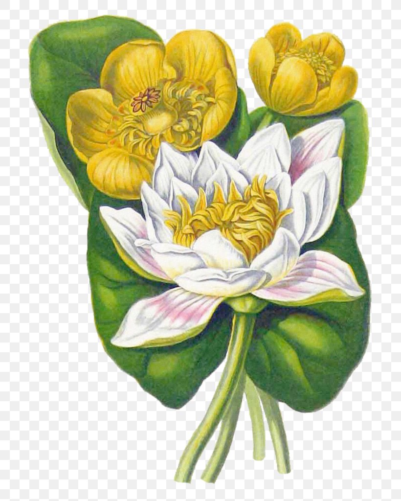 White Water-Lily Yellow Water-lily Flower Botany Botanical Illustration, PNG, 749x1024px, White Waterlily, Botanical Illustration, Botany, Cut Flowers, Floral Design Download Free