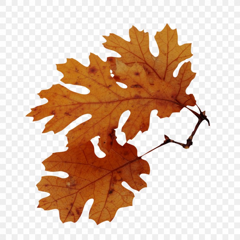 Autumn Leaf Color Tree American Sweetgum Quercus Nigra, PNG, 1200x1200px, Autumn Leaf Color, Acorn, American Sweetgum, Autumn, Bur Oak Download Free