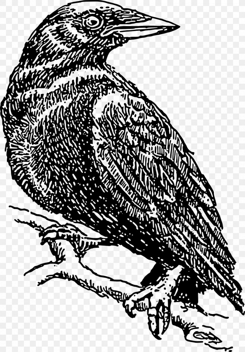 Cape Crow Common Raven Clip Art, PNG, 891x1280px, Crow, Beak, Bird, Bird Of Prey, Black And White Download Free