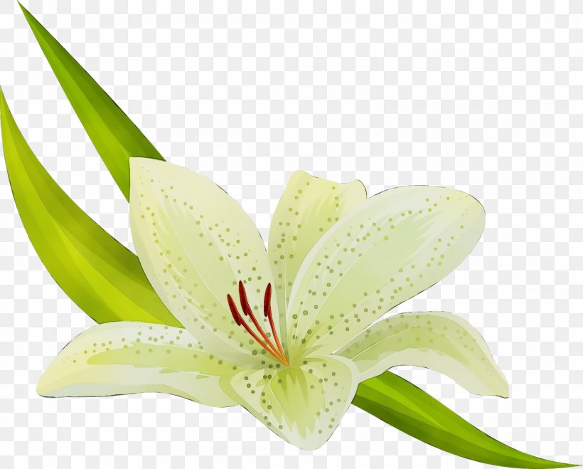 Flower Plant Lily Amaryllis Belladonna Petal, PNG, 1600x1287px, Watercolor, Amaryllis Belladonna, Anthurium, Flower, Lily Download Free