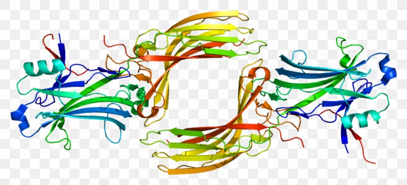 Arrestin Beta 1 Arrestin Beta 2 Beta-1 Adrenergic Receptor, PNG, 987x450px, Adrenergic Receptor, Adrenaline, Art, Beta1 Adrenergic Receptor, Beta2 Adrenergic Receptor Download Free