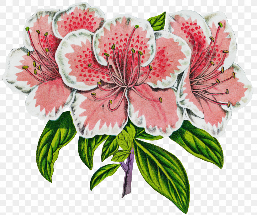 Flower Plant Peruvian Lily Cut Flowers Pink, PNG, 2619x2198px, Flower, Cut Flowers, Peruvian Lily, Petal, Pink Download Free
