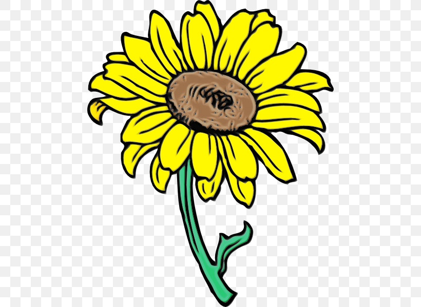 Common Sunflower Sunflower Seed Cartoon Drawing Animation, PNG, 480x599px, Sunflower, Animation, Cartoon, Chrysanthemum, Common Sunflower Download Free