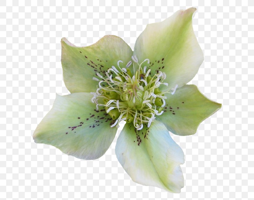 Flower Garden Helleborus Odorus Plant, PNG, 650x646px, Flower, Cut Flowers, Eveningprimroses, Flower Garden, Flowering Plant Download Free