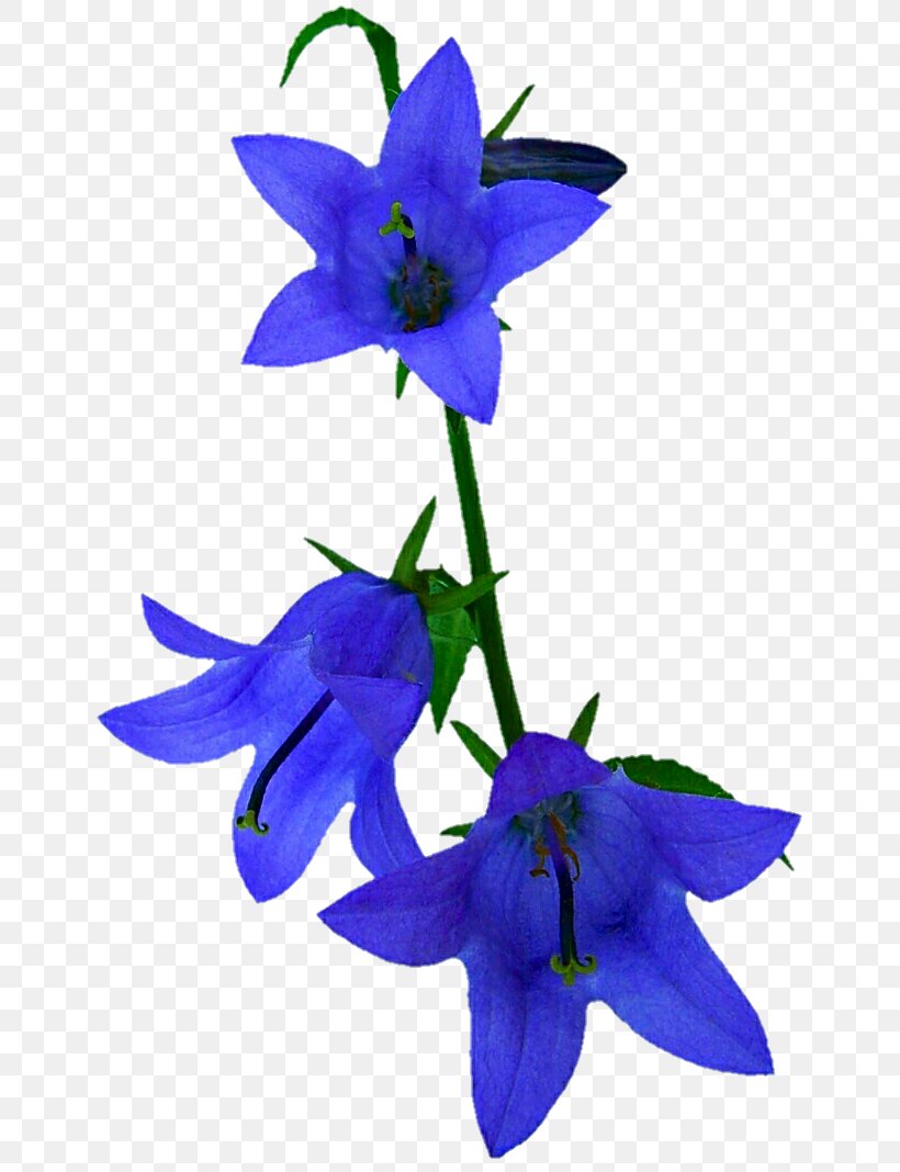 Harebell Flower Campanula Portenschlagiana Common Bluebell Violet, PNG, 673x1068px, Harebell, Bellflower, Bellflower Family, Bellflowers, Blue Download Free