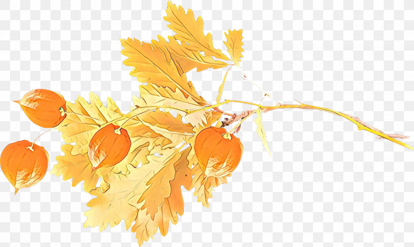 Orange, PNG, 2400x1432px, Leaf, Flower, Orange, Plant, Tree Download Free