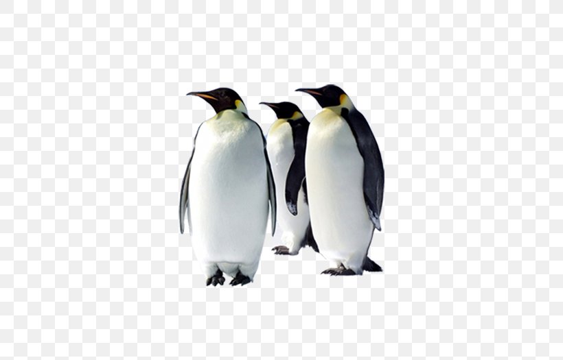 Emperor Penguin Bird Desktop Wallpaper Arctic, PNG, 516x525px, Penguin, Antarctica, Arctic, Beak, Bird Download Free