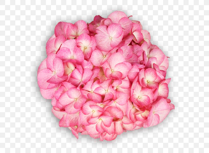 French Hydrangea Pink Garden Ornamental Plant Saxon, PNG, 600x600px, French Hydrangea, Begonia, Cornales, Cut Flowers, Flower Download Free