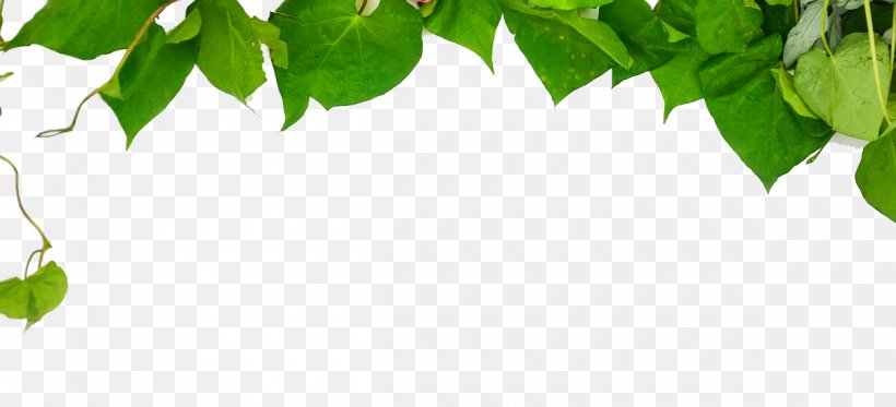 Green Wallpaper, PNG, 1200x546px, Green, Branch, Grass, Information, Leaf Download Free