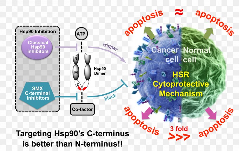 Hsp90 Inhibitor Cancer C-terminus N-terminus, PNG, 2075x1316px, Hsp90 Inhibitor, Anticarcinogen, Cancer, Cterminus, Diagram Download Free