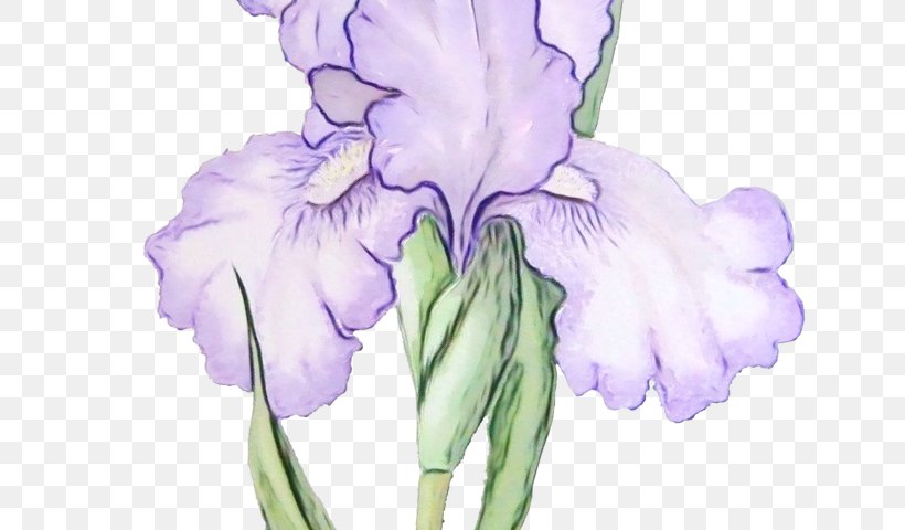 Flower Flowering Plant Purple Plant Petal, PNG, 640x480px, Watercolor, Cut Flowers, Flower, Flowering Plant, Iris Download Free