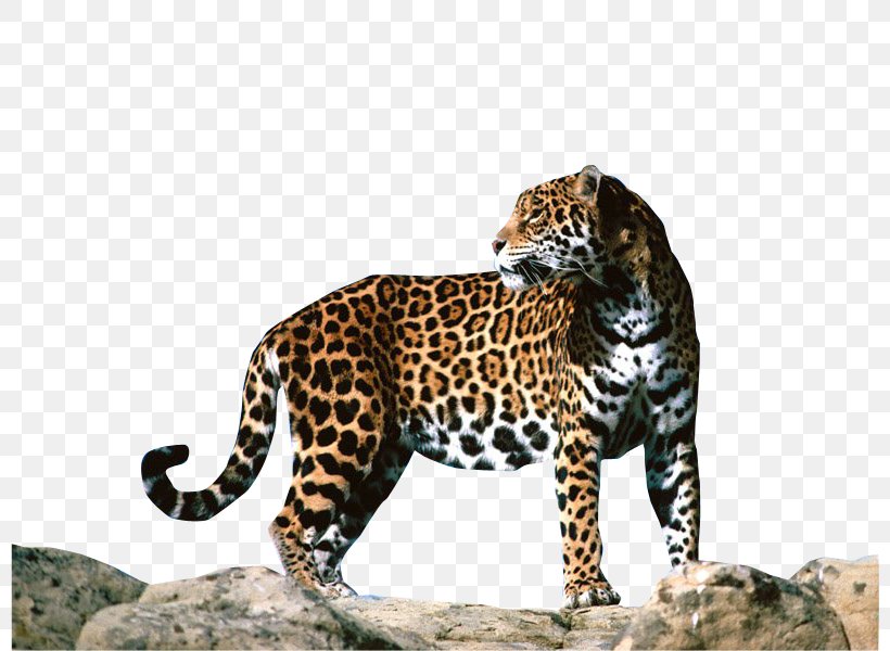 Leopard Jaguar F-Type Cheetah Animal, PNG, 800x600px, Jaguar, Bbcode, Big Cats, Carnivoran, Cat Like Mammal Download Free