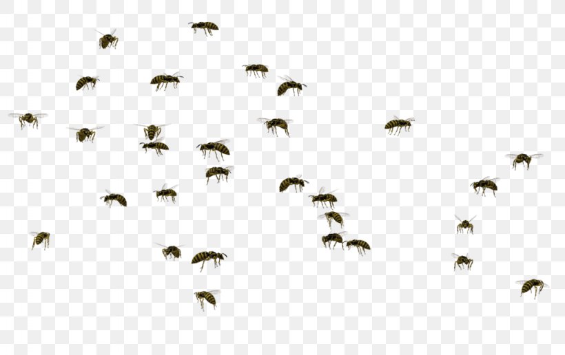 swarm of flies png