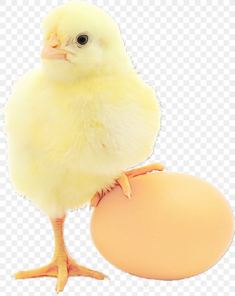 Egg, PNG, 965x1217px, Watercolor, Beak, Bird, Chicken, Egg Download Free