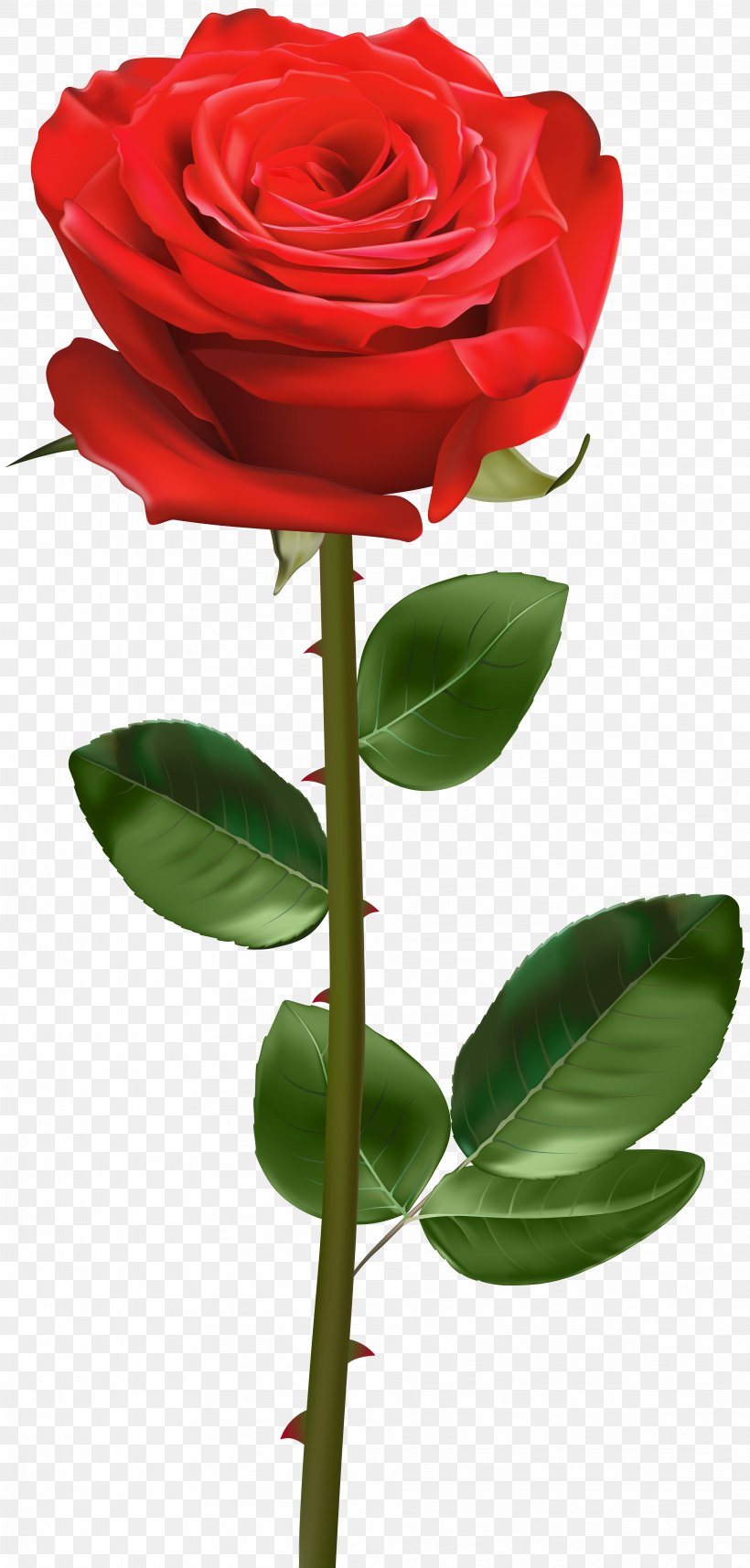Rose Plant Stem Clip Art, PNG, 3824x8000px, Rose, Blue Rose, Bud, Cut Flowers, Drawing Download Free
