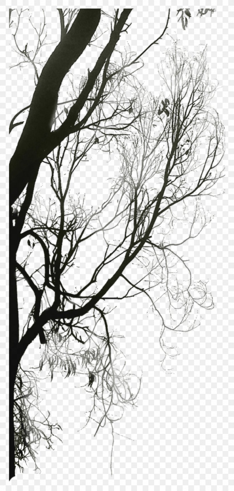 Black And White Twig Download Tree, PNG, 1371x2876px, Black And White, Art, Branch, Flora, Floral Design Download Free