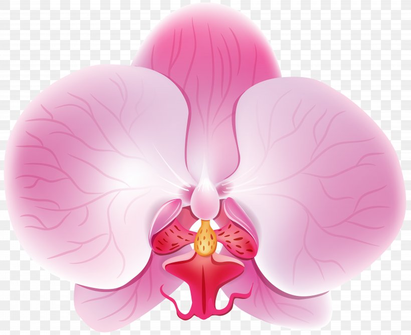 Clip Art, PNG, 8000x6530px, Flower, Blue, Flowering Plant, Magenta, Moth Orchid Download Free