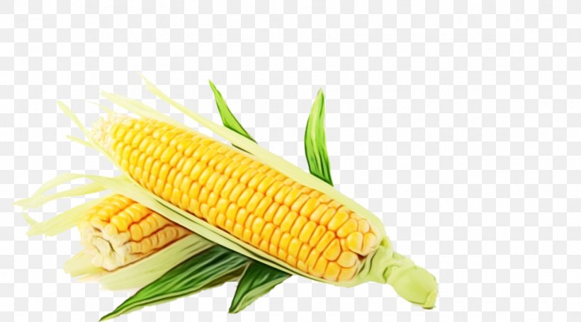 Corn Cartoon, PNG, 969x538px, Corn, Bean, Cereal Germ, Cooking Oils, Corn Kernels Download Free