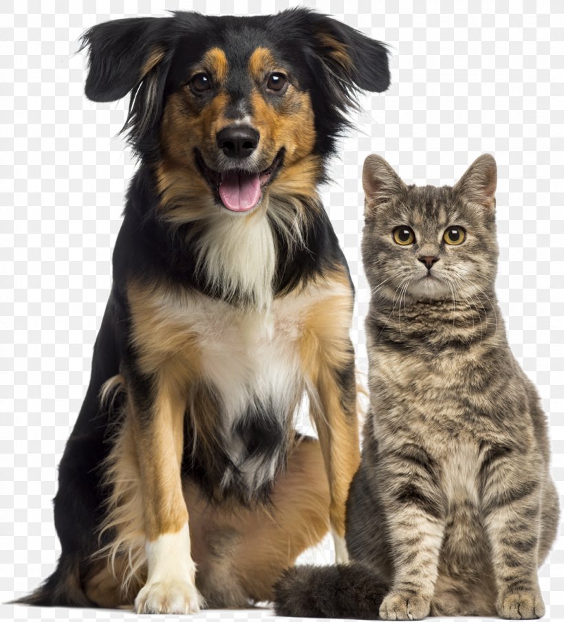 Dog–cat Relationship Dog–cat Relationship Pet Sitting Veterinarian, PNG, 1055x1165px, Cat, Animal Shelter, Cat Like Mammal, Companion Dog, Dog Download Free