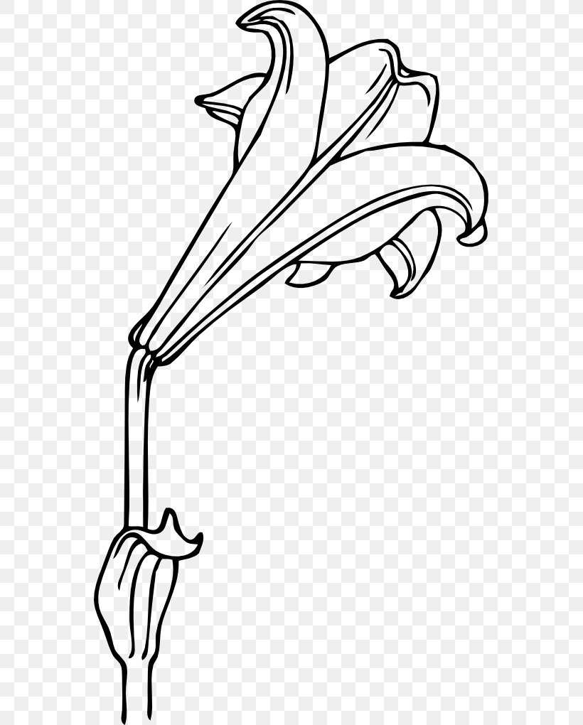 Easter Lily Arum-lily Clip Art, PNG, 555x1020px, Easter Lily, Art, Arumlily, Beak, Black And White Download Free