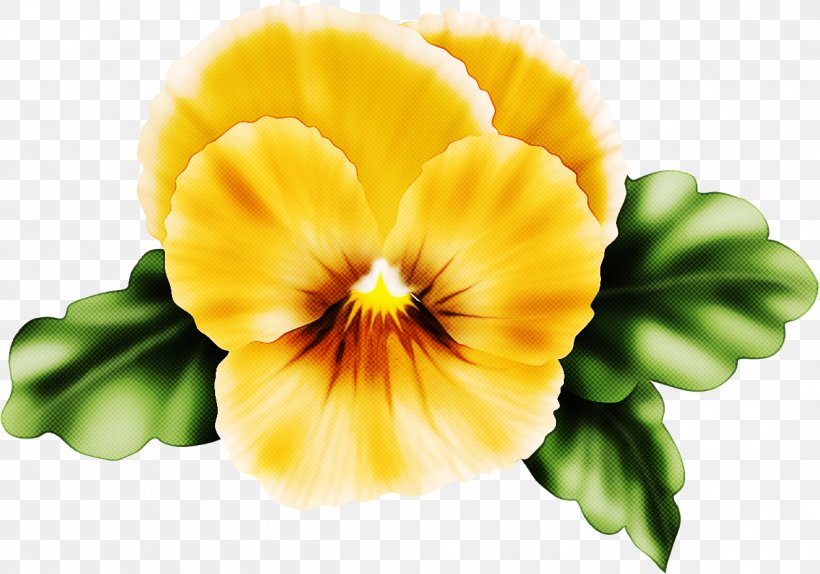 Flower Yellow Petal Plant Wild Pansy, PNG, 1258x881px, Flower, Pansy, Petal, Plant, Primula Download Free