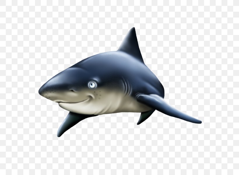 Great White Shark Common Bottlenose Dolphin Rough-toothed Dolphin Wholphin Requiem Sharks, PNG, 600x600px, Great White Shark, Animal, Bottlenose Dolphin, Cartilaginous Fish, Common Bottlenose Dolphin Download Free