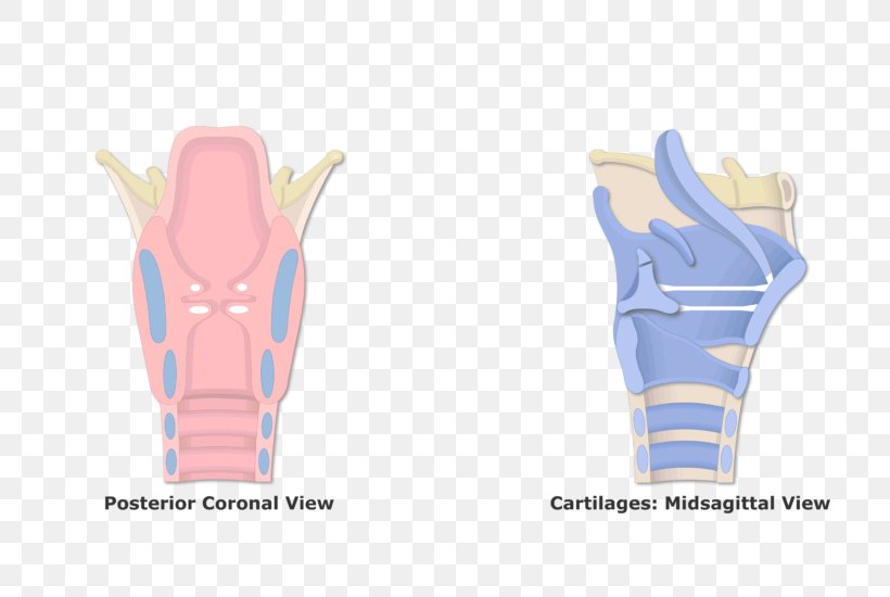 Larynx Vestibular Fold Cuneiform Cartilages Anatomy, PNG, 770x550px, Larynx, Anatomy, Arm, Arytenoid Cartilage, Cartilage Download Free