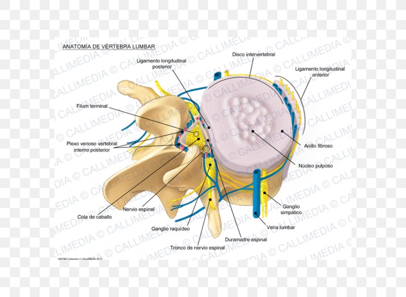 Lumbar Vertebrae Vertebral Column Spinal Disc Herniation Anatomy, PNG, 600x600px, Watercolor, Cartoon, Flower, Frame, Heart Download Free