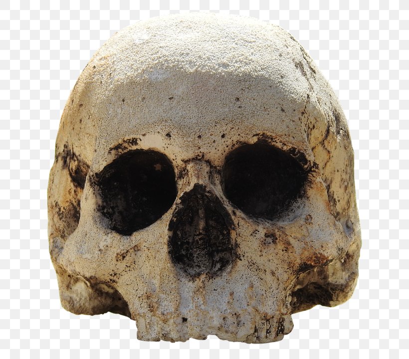 Skull Tautavel Man Skeleton, PNG, 683x720px, Skull, Bone, Death, Fear, Homo Sapiens Download Free