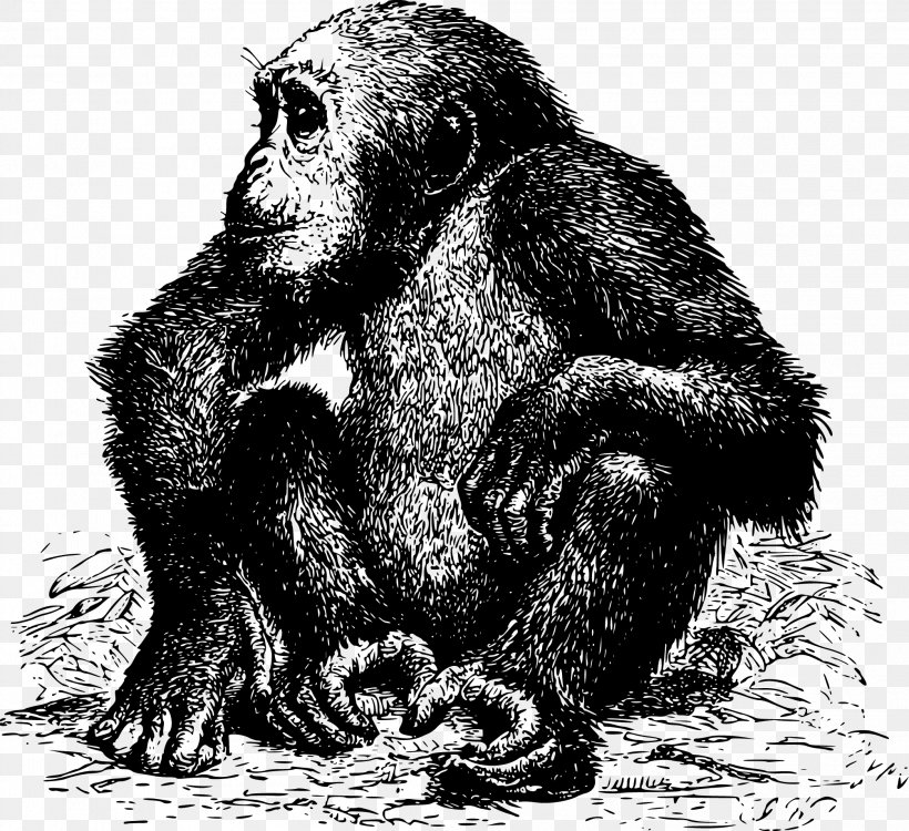 Africa Ape Chimpanzee Pixabay, PNG, 2007x1837px, Africa, Animal, Ape, Black And White, Chimpanzee Download Free